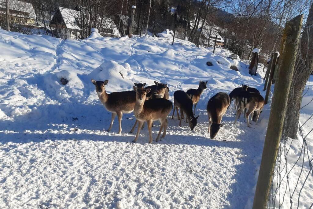 Gemuetliche Ferienwohnung In Sankt Blasien Esterno foto