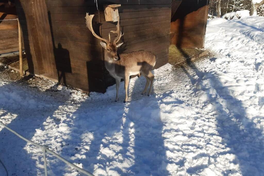 Gemuetliche Ferienwohnung In Sankt Blasien Esterno foto